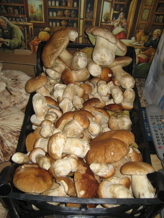 Cibottola Podere Schioppello Casale Con Appartamenti Privati المظهر الخارجي الصورة